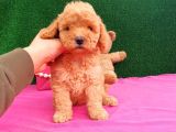 2 Aylık Erkek Toy Poodle Yavru