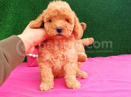 2 Aylık Erkek Toy Poodle Yavru görsel