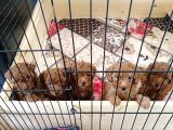 A Scr Toy Poodle Bebekleri̇mi̇z