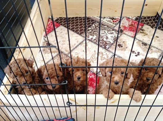 A Scr Toy Poodle Bebekleri̇mi̇z görsel