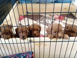 A Scr Toy Poodle Bebekleri̇mi̇z