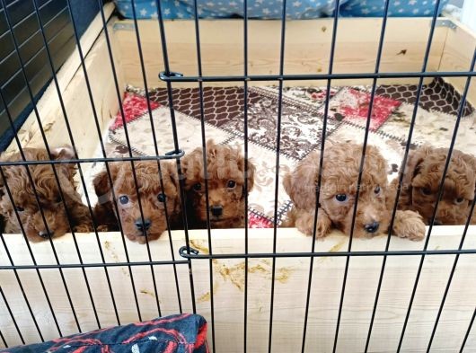 A Scr Toy Poodle Bebekleri̇mi̇z görsel