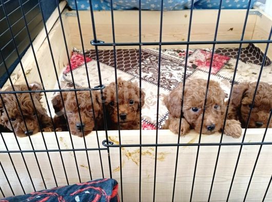 A Scr Toy Poodle Bebekleri̇mi̇z görsel