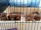 A Scr Toy Poodle Bebekleri̇mi̇z