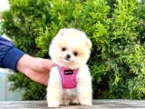 Show Kali̇te Pomerani̇an Bebekleri̇m
