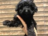 Toy Poodle Black