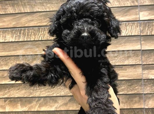 Toy Poodle Black görsel