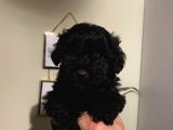 Toy Poodle Black