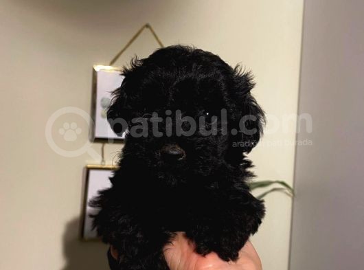 Toy Poodle Black görsel