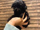 Toy Poodle Black