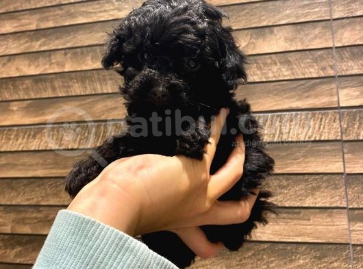 Toy Poodle Black görsel
