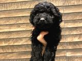 Toy Poodle Black