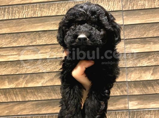 Toy Poodle Black