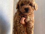 Toy Poodle Apri̇cot