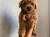 Toy Poodle Apri̇cot