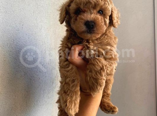 Toy Poodle Apri̇cot görsel
