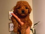 Toy Poodle Red Brown