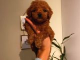 Toy Poodle Red Brown