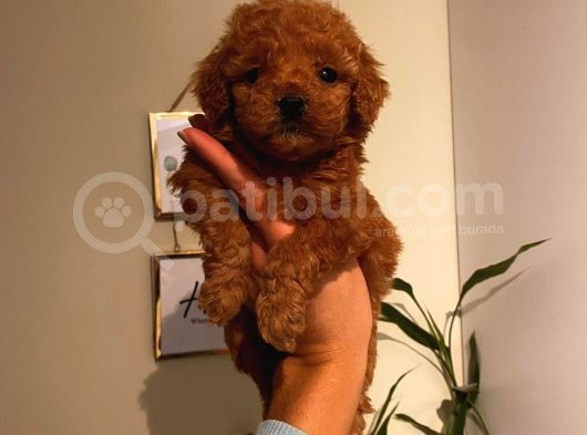 Toy Poodle Red Brown
