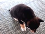 Show Kalite Shiba Inu 3 Aylık Erkek Dişi