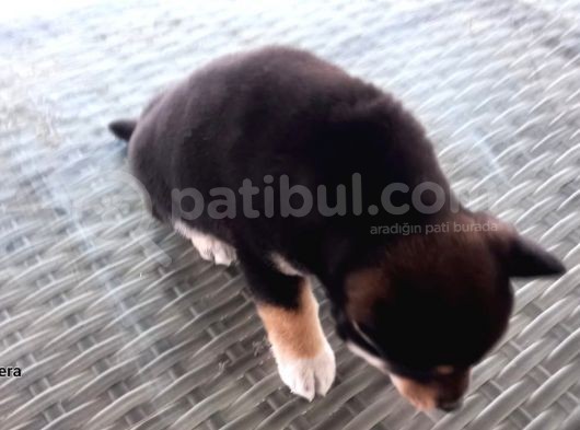 Show Kalite Shiba Inu 3 Aylık Erkek Dişi görsel