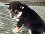 Show Kalite Shiba Inu 3 Aylık Erkek Dişi