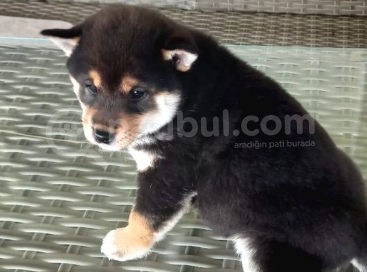 Show Kalite Shiba Inu 3 Aylık Erkek Dişi görsel