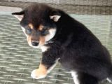 Show Kalite Shiba Inu 3 Aylık Erkek Dişi
