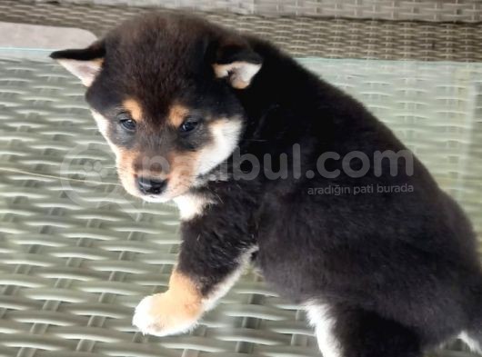 Show Kalite Shiba inu 3 Aylık Erkek Dişi