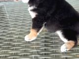 Show Kalite Shiba Inu 3 Aylık Erkek Dişi