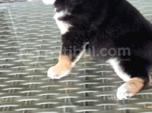 Show Kalite Shiba Inu 3 Aylık Erkek Dişi görsel