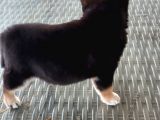Show Kalite Shiba Inu 3 Aylık Erkek Dişi