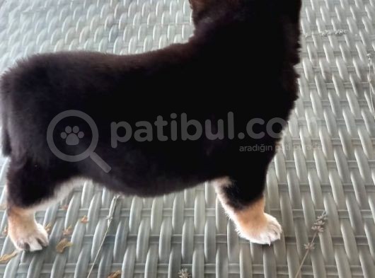 Show Kalite Shiba Inu 3 Aylık Erkek Dişi görsel