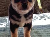 Show Kalite Shiba Inu 3 Aylık Erkek Dişi
