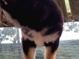 Show Kalite Shiba Inu 3 Aylık Erkek Dişi