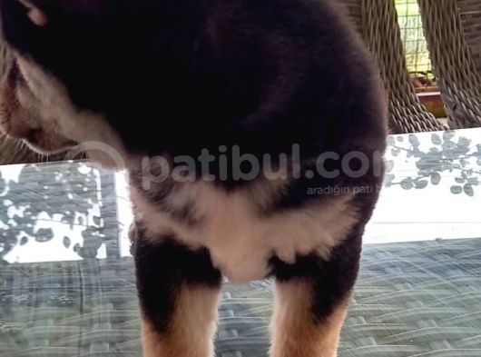 Show Kalite Shiba Inu 3 Aylık Erkek Dişi görsel