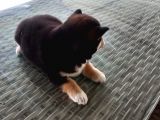 Show Kalite Shiba Inu 3 Aylık Erkek Dişi