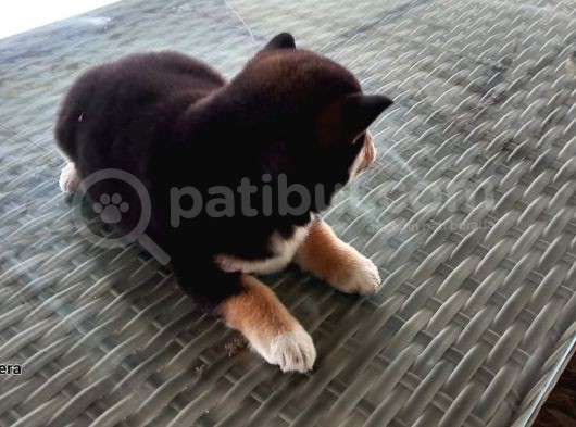 Show Kalite Shiba Inu 3 Aylık Erkek Dişi görsel
