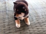 Show Kalite Shiba Inu 3 Aylık Erkek Dişi