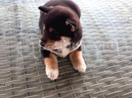 Show Kalite Shiba Inu 3 Aylık Erkek Dişi görsel