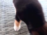 Show Kalite Shiba Inu 3 Aylık Erkek Dişi