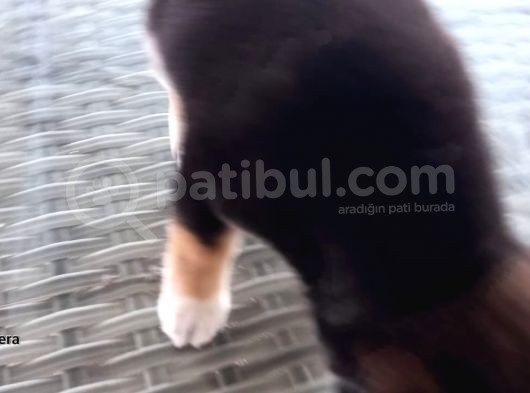 Show Kalite Shiba Inu 3 Aylık Erkek Dişi görsel