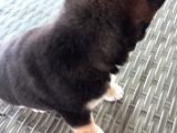 Show Kalite Shiba Inu 3 Aylık Erkek Dişi