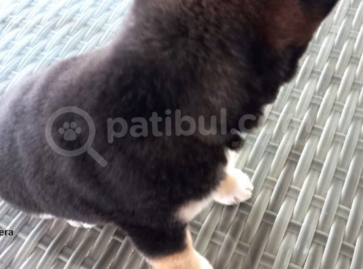 Show Kalite Shiba Inu 3 Aylık Erkek Dişi görsel