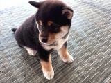 Show Kalite Shiba Inu 3 Aylık Erkek Dişi