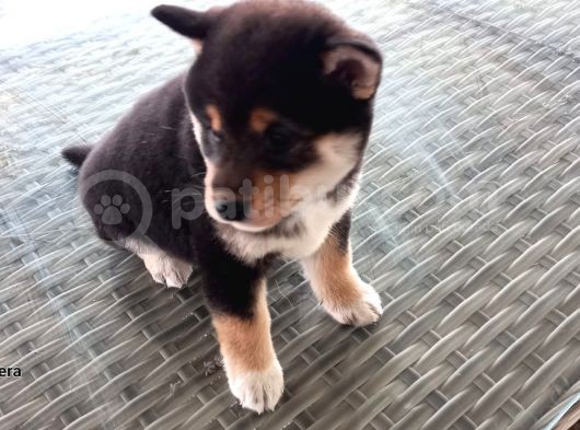 Show Kalite Shiba Inu 3 Aylık Erkek Dişi görsel