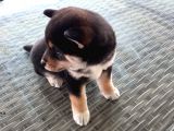Show Kalite Shiba Inu 3 Aylık Erkek Dişi