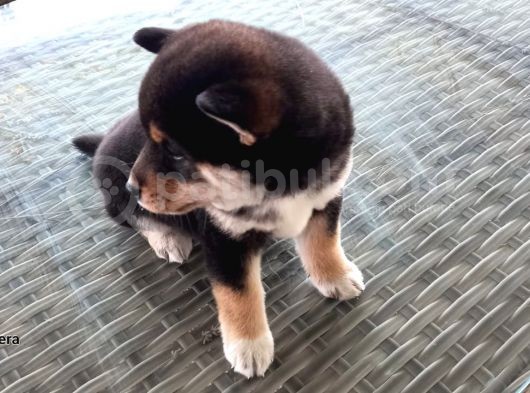 Show Kalite Shiba Inu 3 Aylık Erkek Dişi görsel