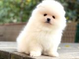 Pomeranian Boo Teddy Bear