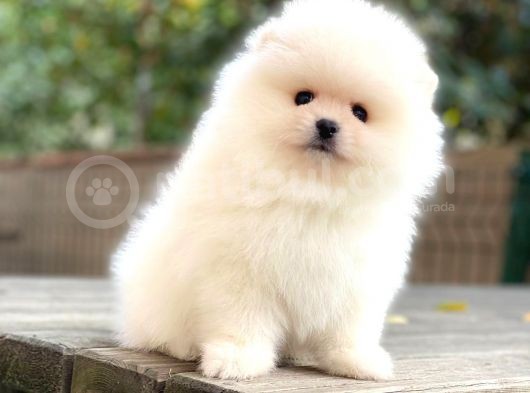 Pomeranian Boo Teddy Bear görsel